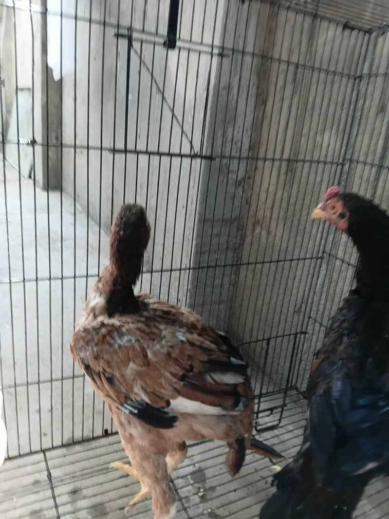 aseel chick pair 4