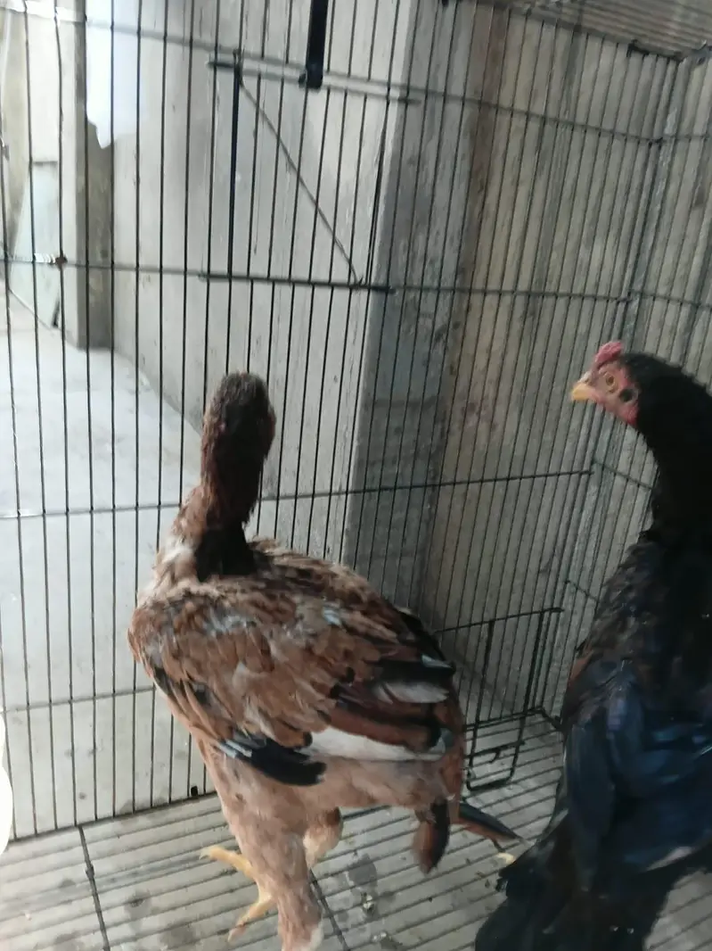 aseel chick pair — photo 5
