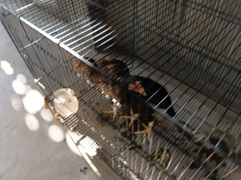 aseel chick pair — photo 6