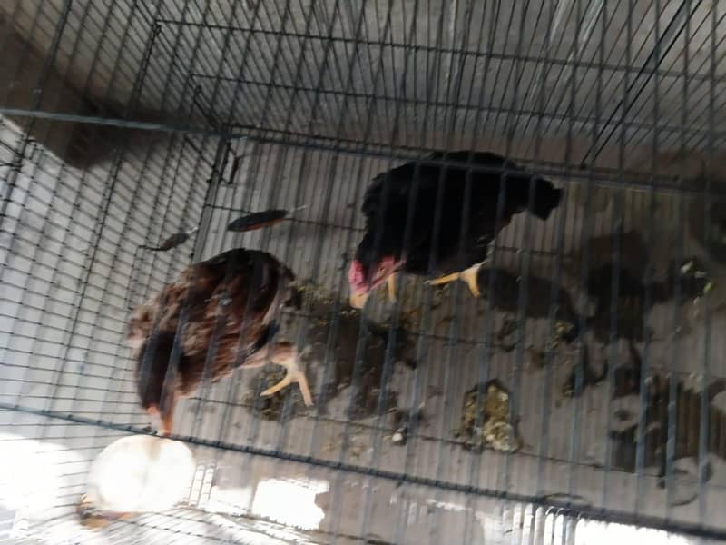aseel chick pair 6