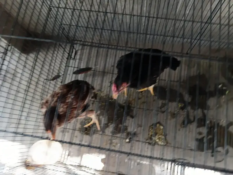 aseel chick pair — photo 7
