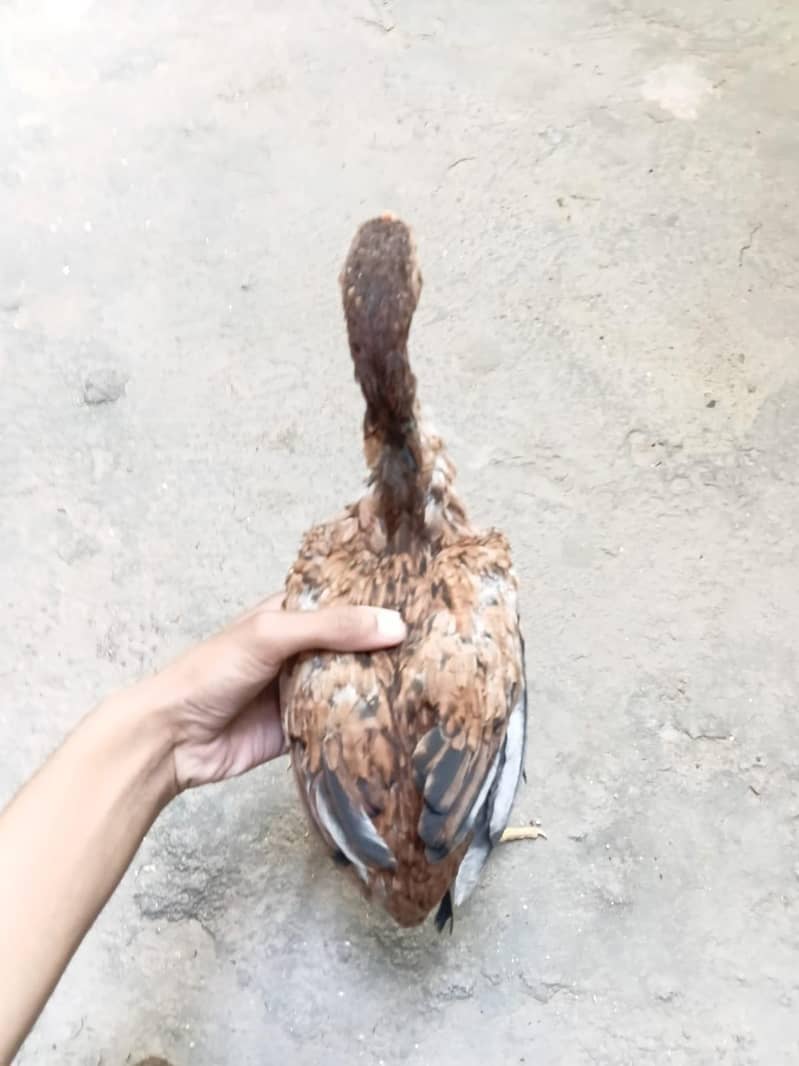 aseel chick pair 7