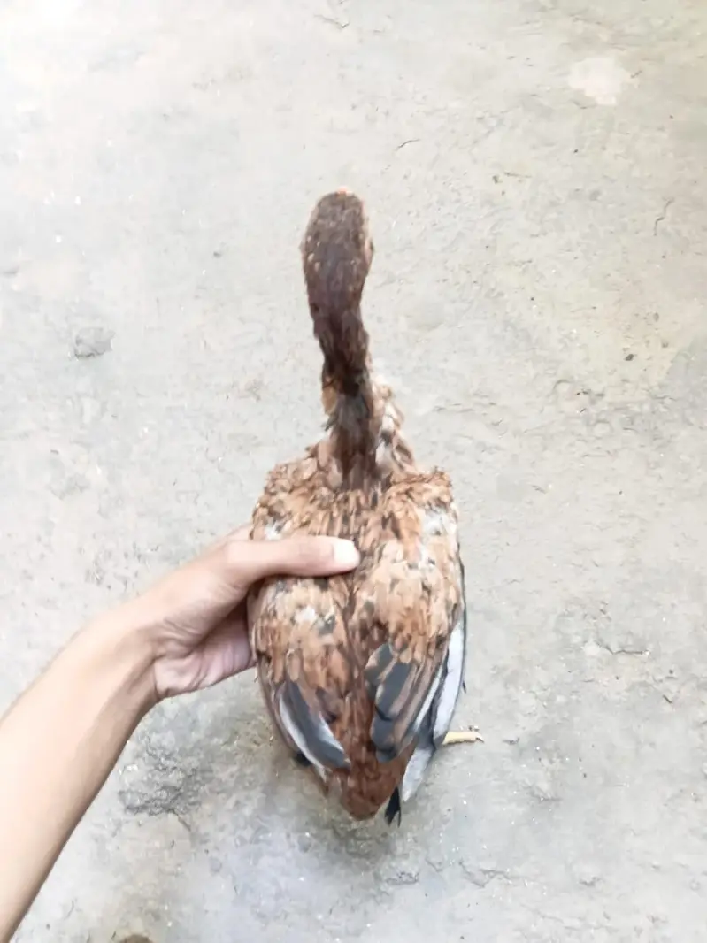aseel chick pair — photo 8
