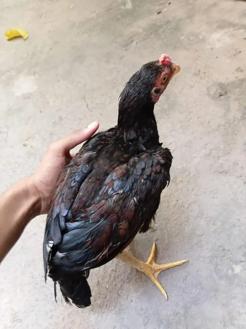 aseel chick pair — photo 9