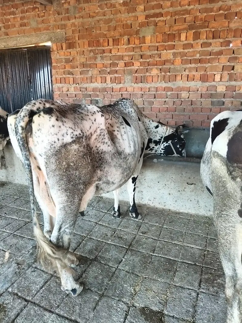 Fresian/Crossbread Cows for sale — photo 2