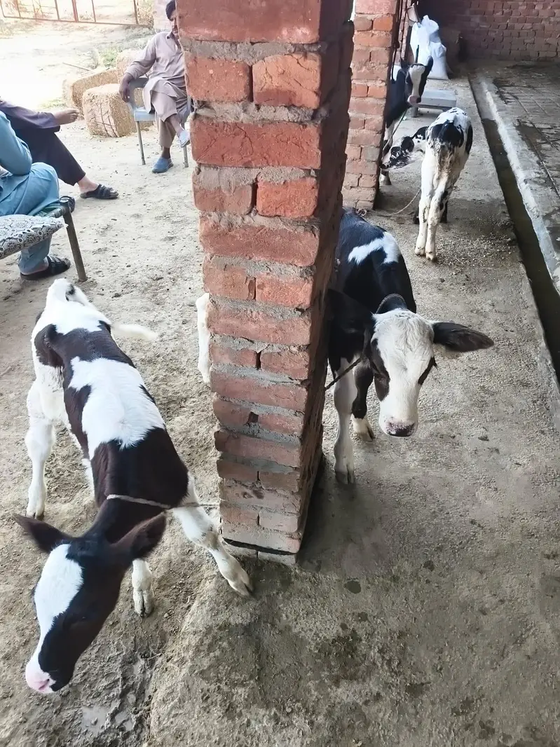 Fresian/Crossbread Cows for sale — photo 3