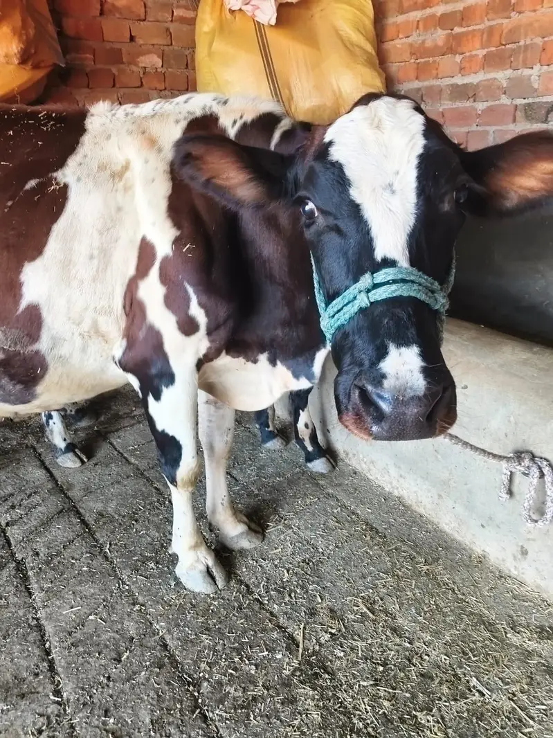 Fresian/Crossbread Cows for sale — photo 4