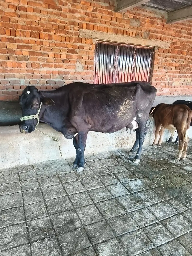 Fresian/Crossbread Cows for sale — photo 5