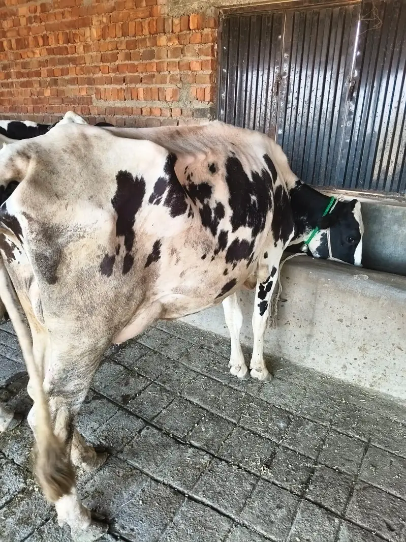 Fresian/Crossbread Cows for sale — photo 6
