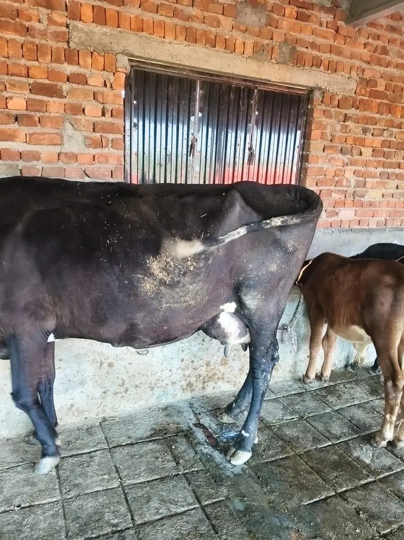 Fresian/Crossbread Cows for sale — photo 7