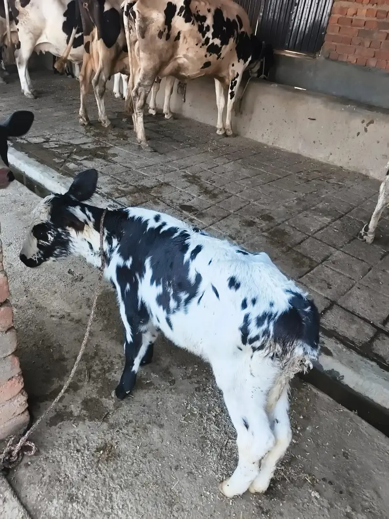 Fresian/Crossbread Cows for sale — photo 8