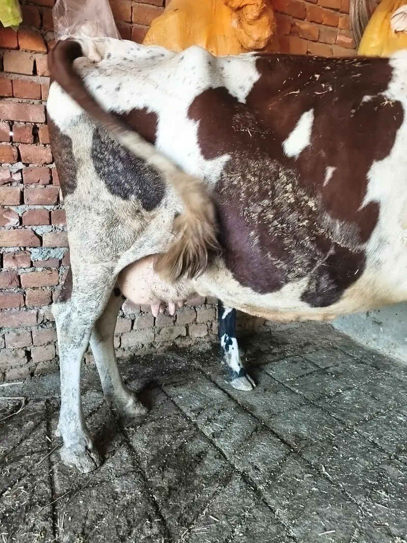 Fresian/Crossbread Cows for sale — photo 9