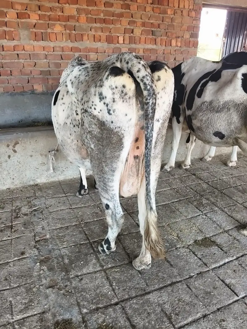 Fresian/Crossbread Cows for sale — photo 10