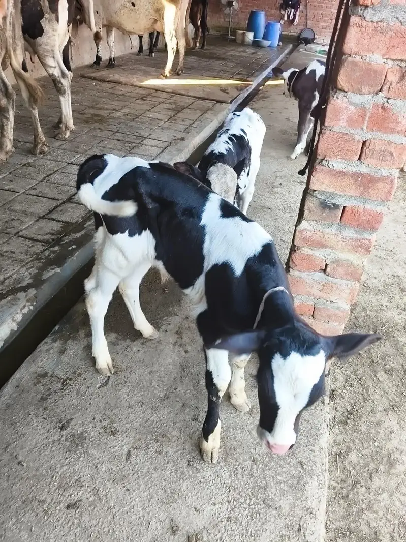 Fresian/Crossbread Cows for sale — photo 11