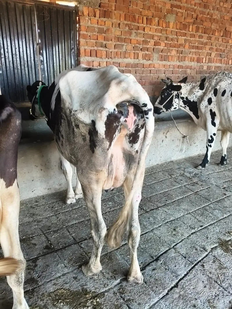 Fresian/Crossbread Cows for sale — photo 12