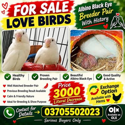 love birds albino black eye Breeder pair with history