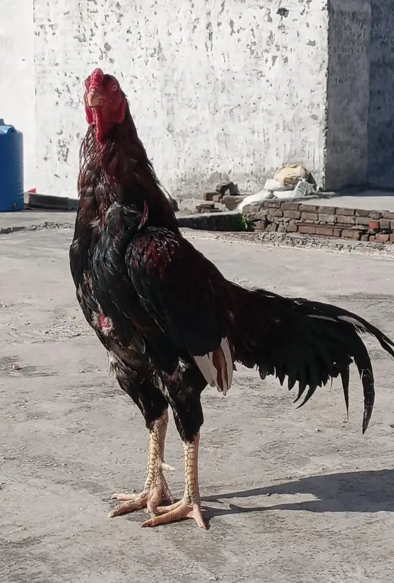 Lakha aseel murgha — photo 2