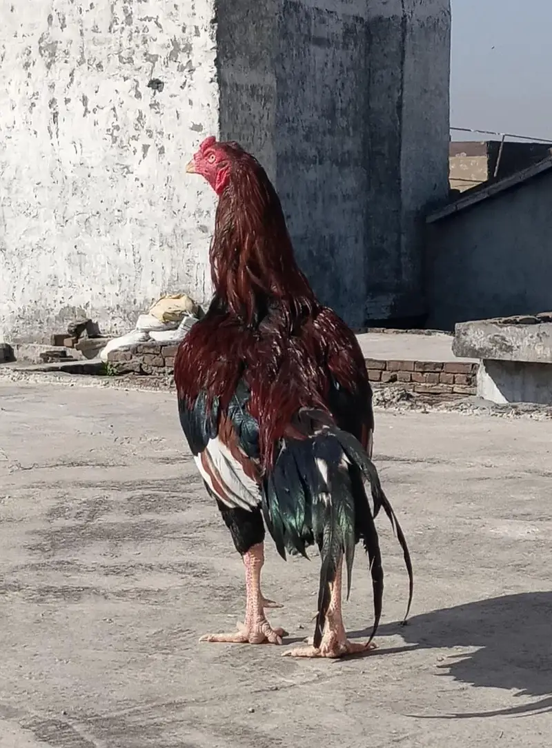 Lakha aseel murgha — photo 3