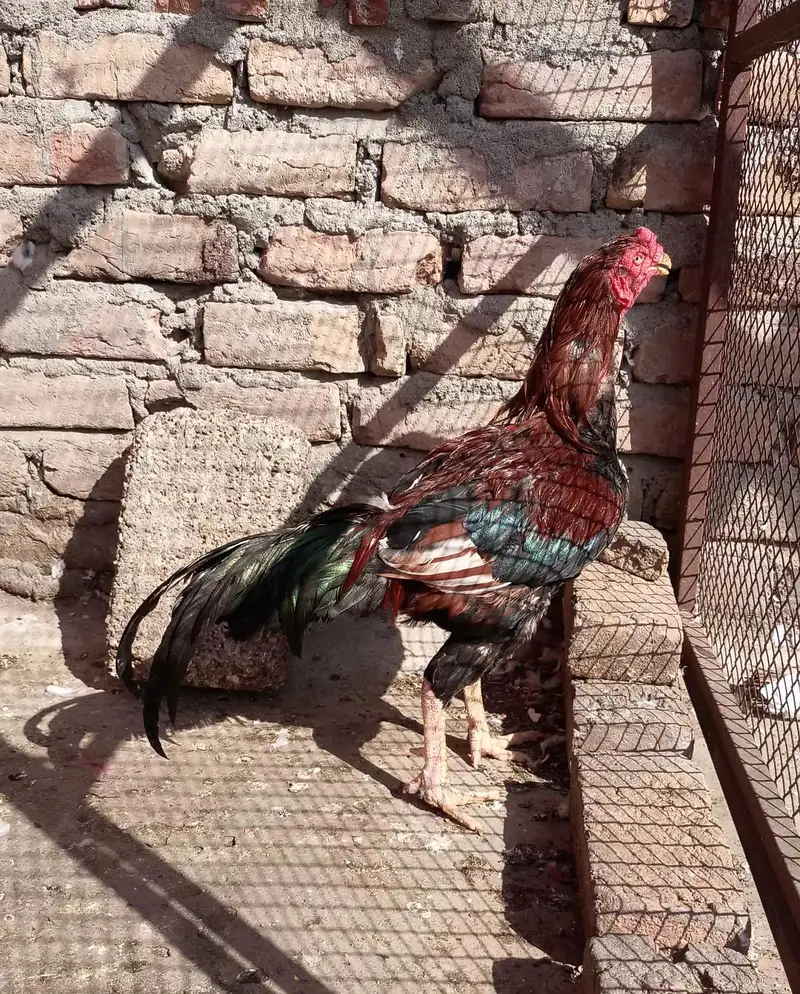 Lakha aseel murgha — photo 4