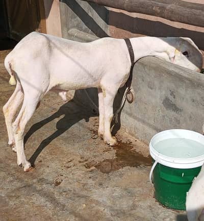 Top quality Mundray chatray for sale