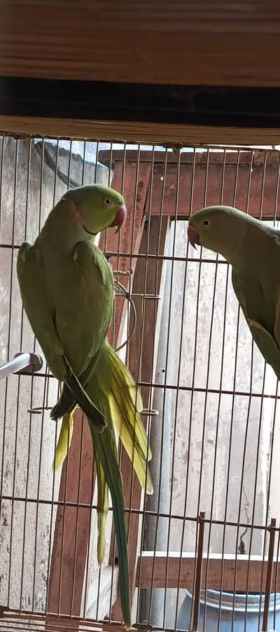 Ringneck Pair Adult