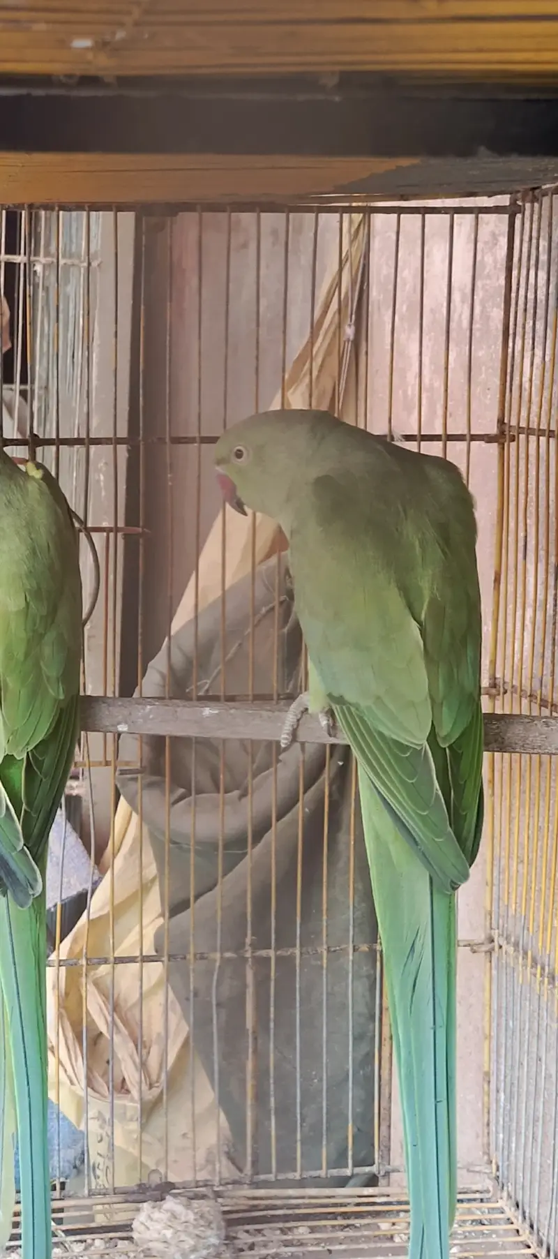 Ringneck Pair Adult — photo 2