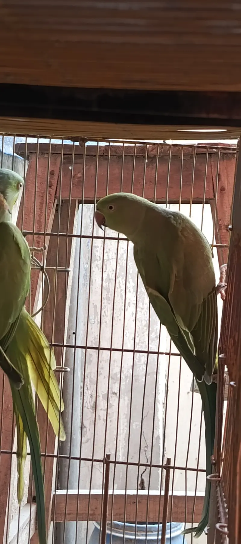 Ringneck Pair Adult — photo 3