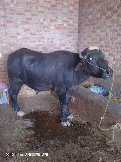 breeder katta for sale