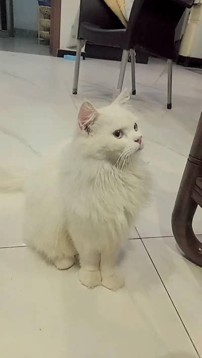 Persian cat full packge