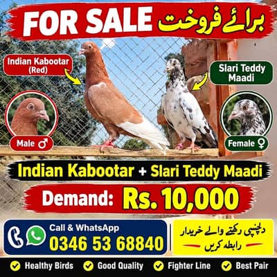 Indian Kabootar + Teddy salari kabootry