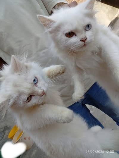 PERSIAN PAIRS FOR SALE