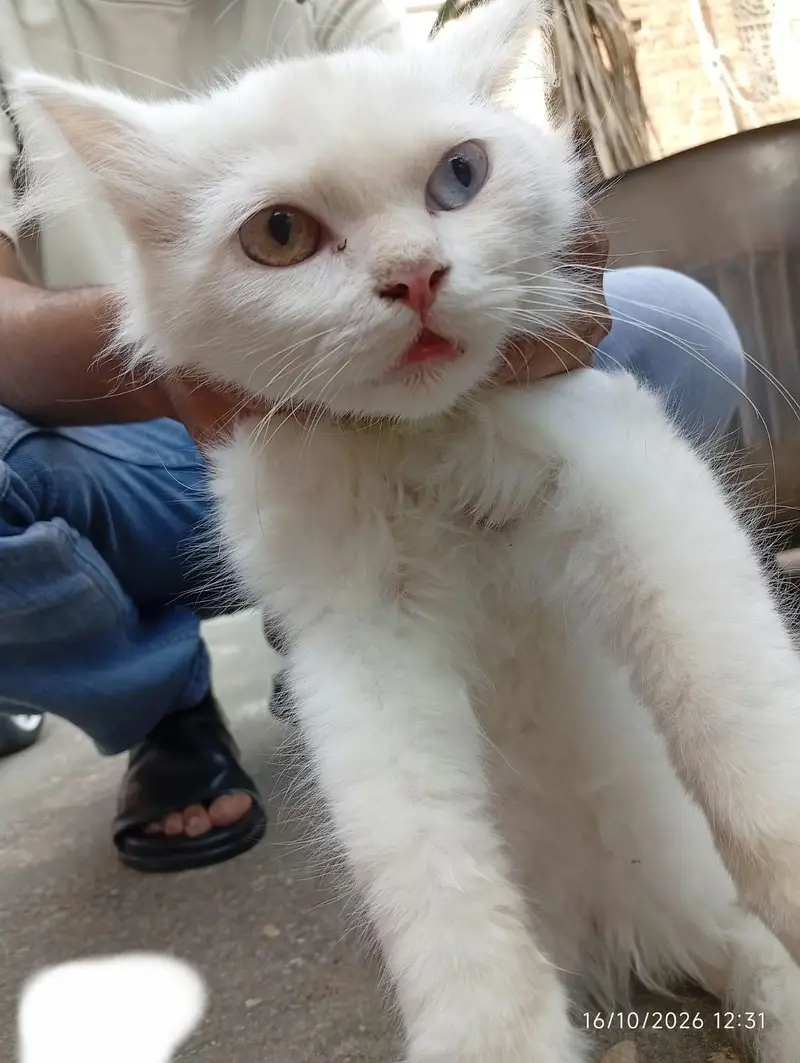 PERSIAN PAIRS FOR SALE — photo 2