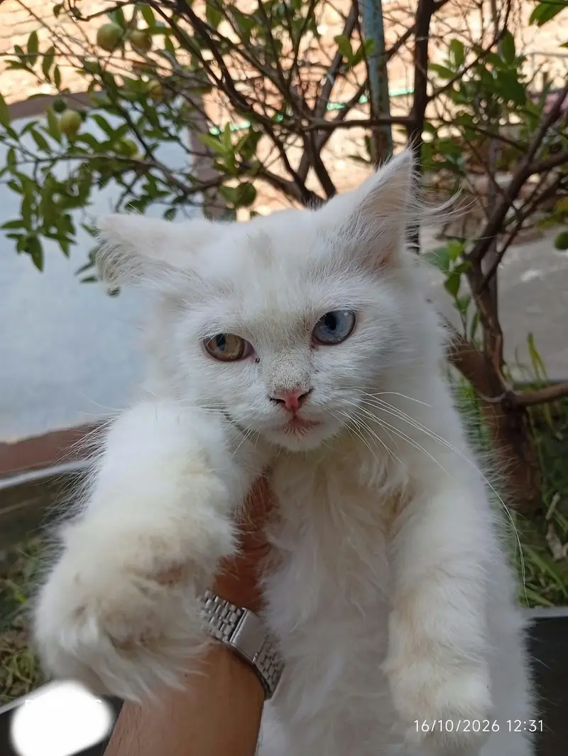 PERSIAN PAIRS FOR SALE — photo 3