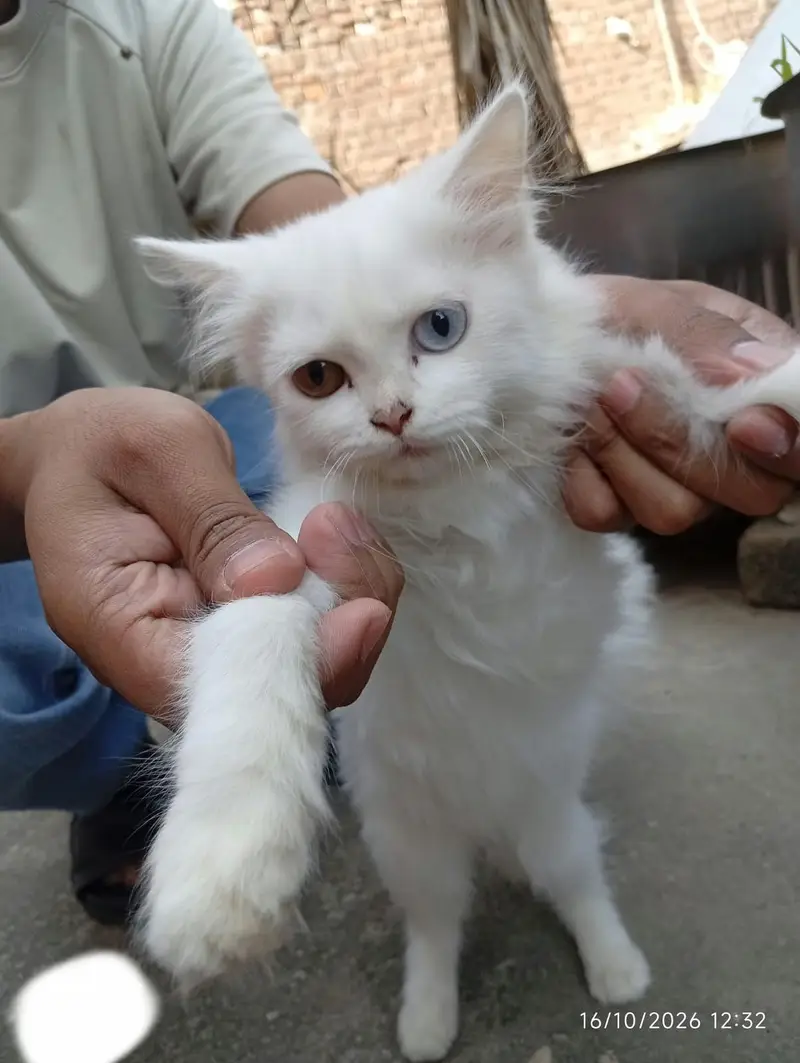 PERSIAN PAIRS FOR SALE — photo 4