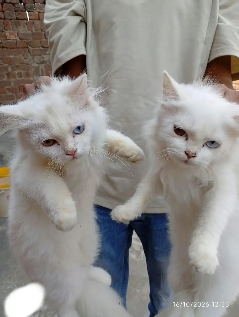 PERSIAN PAIRS FOR SALE — photo 5