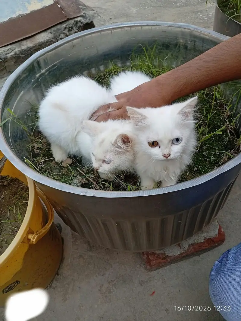 PERSIAN PAIRS FOR SALE — photo 6