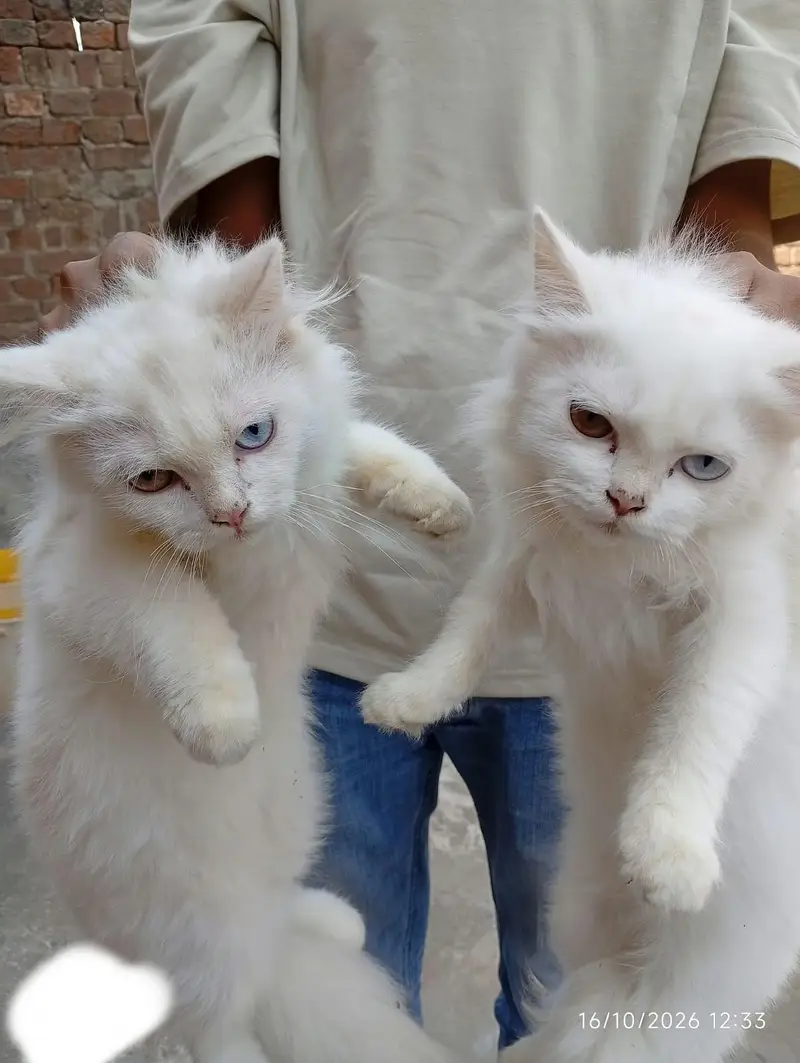 PERSIAN PAIRS FOR SALE — photo 7
