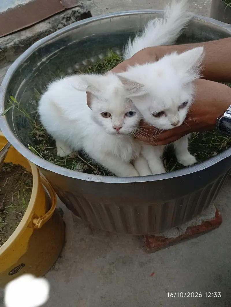 PERSIAN PAIRS FOR SALE — photo 8