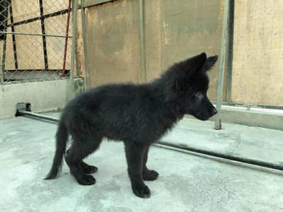 Black German shepherd female puppy