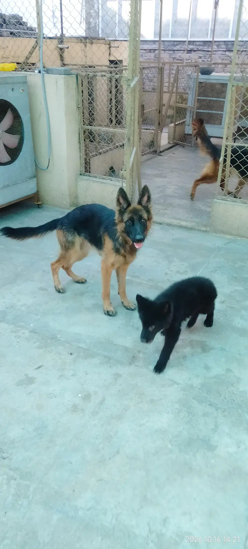 Black German shepherd female puppy — photo 3