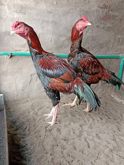 2 Brothers For Sale
