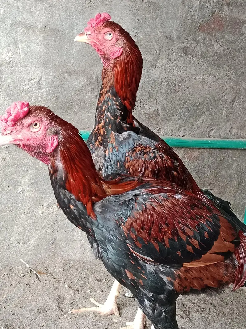 2 Brothers For Sale — photo 2