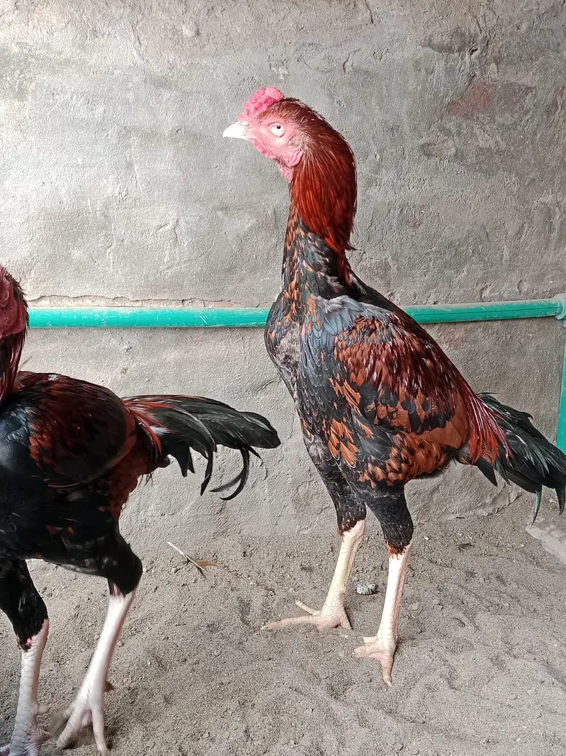 2 Brothers For Sale — photo 4