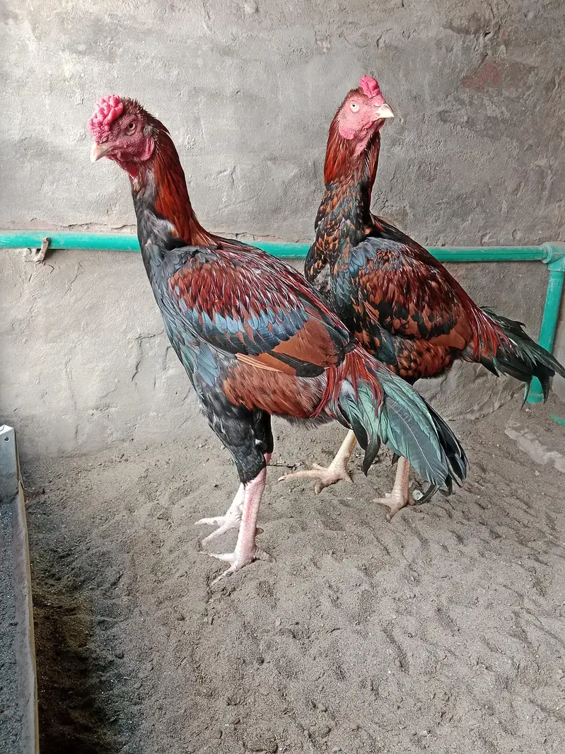 2 Brothers For Sale — photo 6
