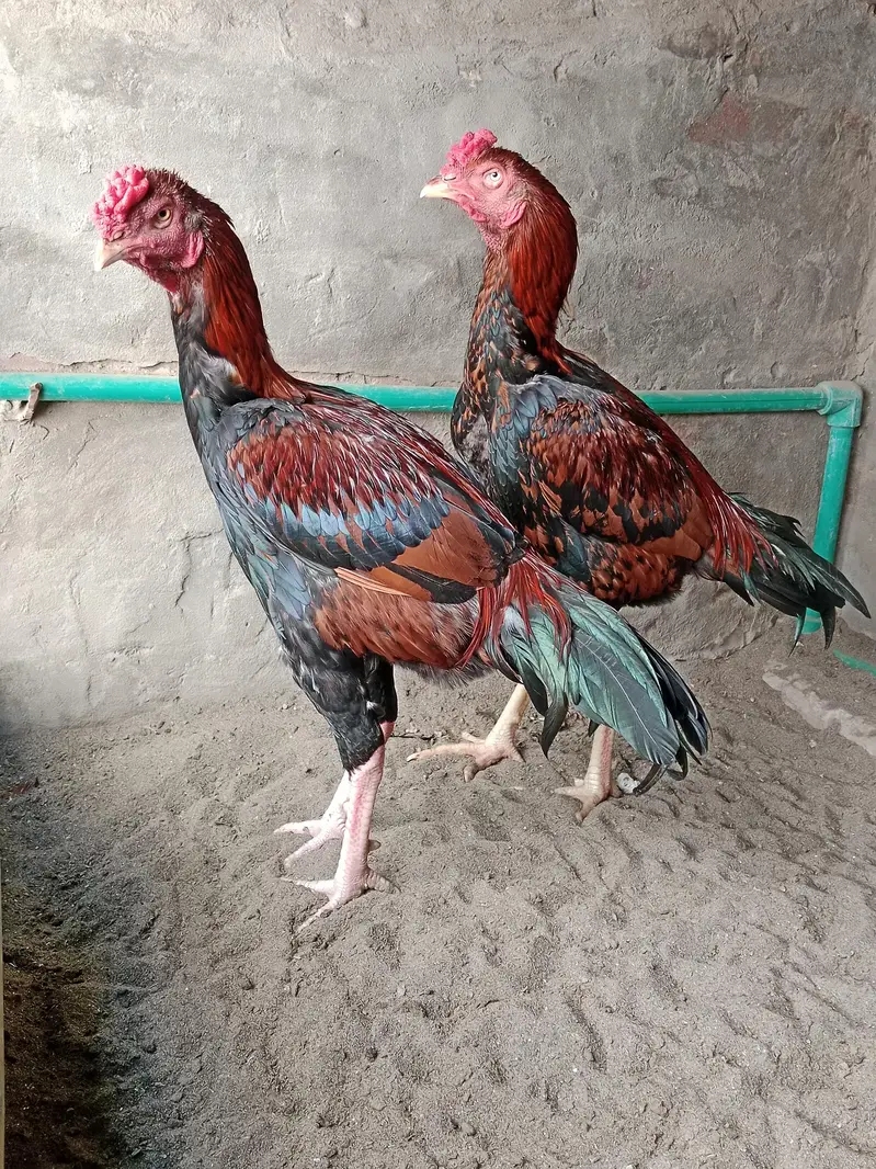 2 Brothers For Sale — photo 7