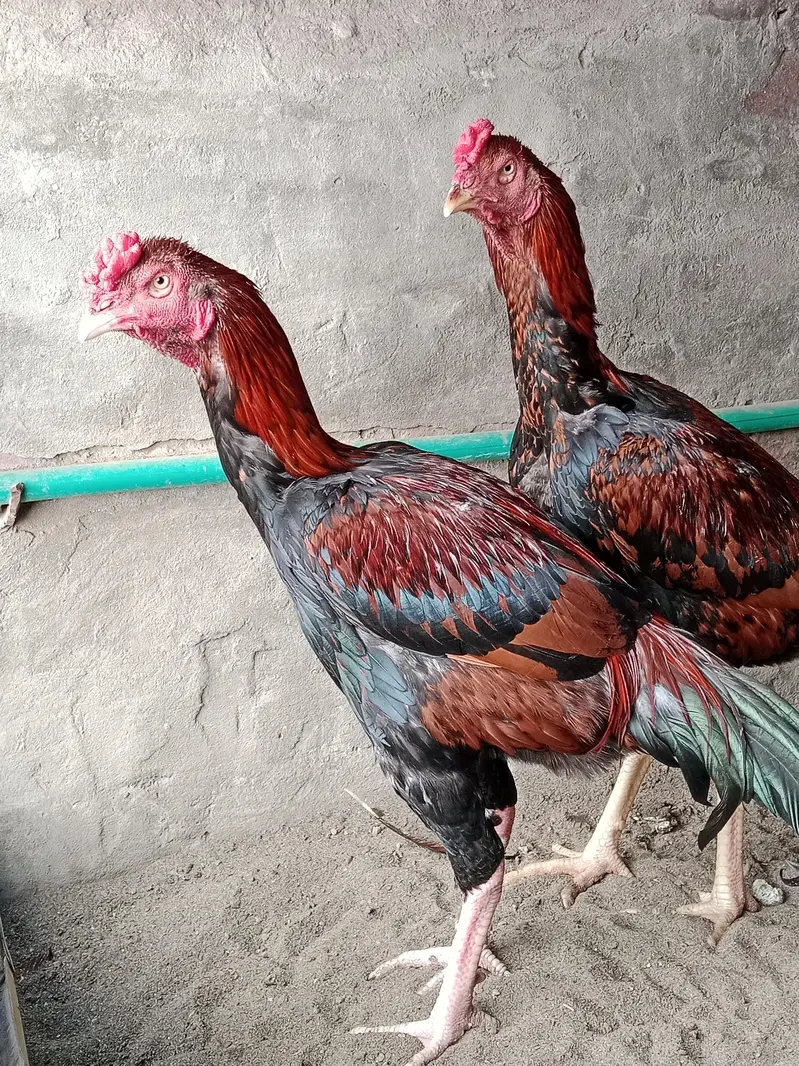 2 Brothers For Sale — photo 8