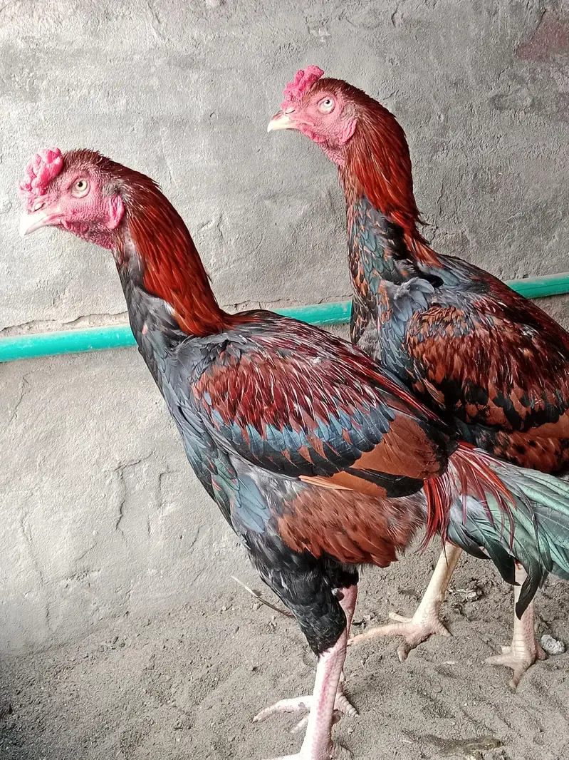 2 Brothers For Sale — photo 9