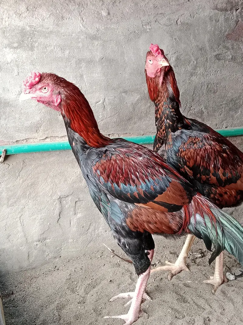 2 Brothers For Sale — photo 10