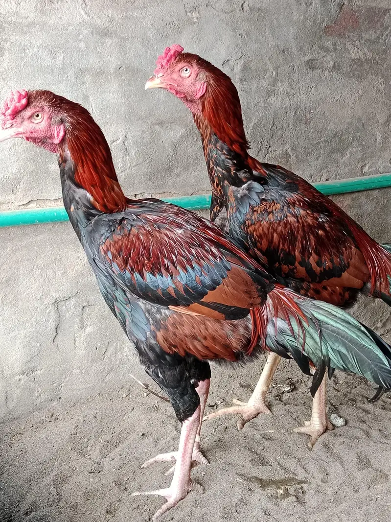 2 Brothers For Sale — photo 11