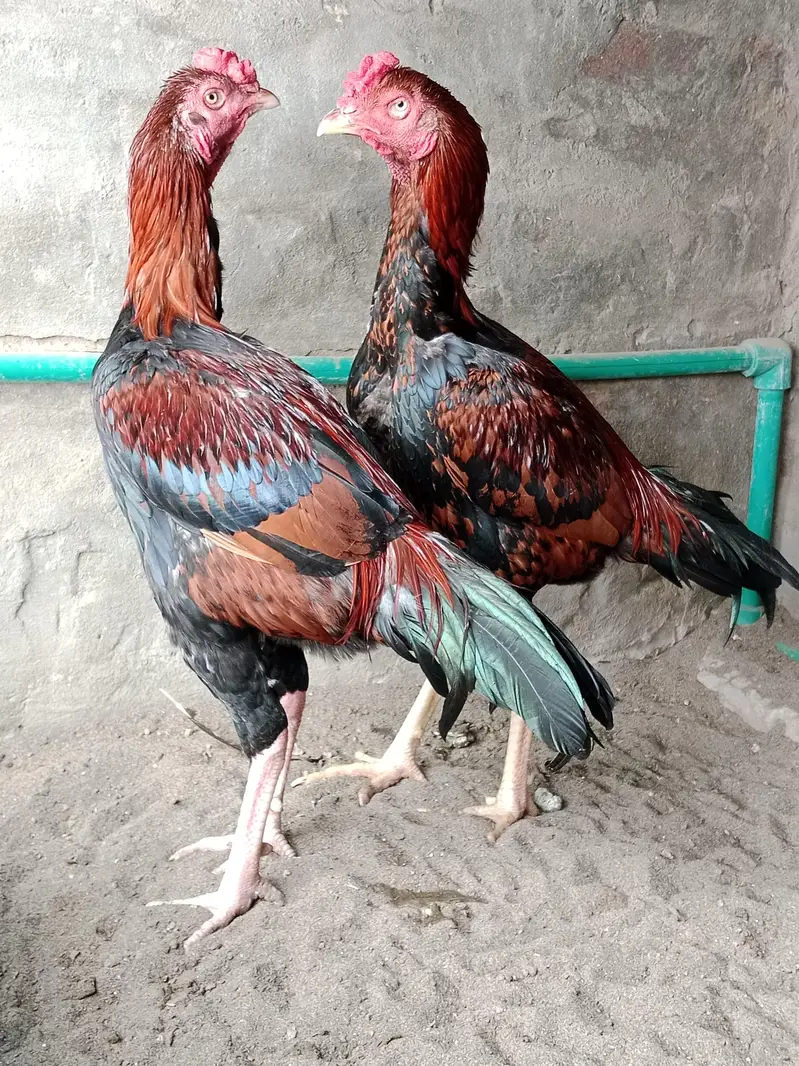 2 Brothers For Sale — photo 12